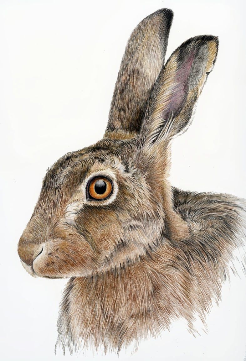 786x1152 Hare Drawing