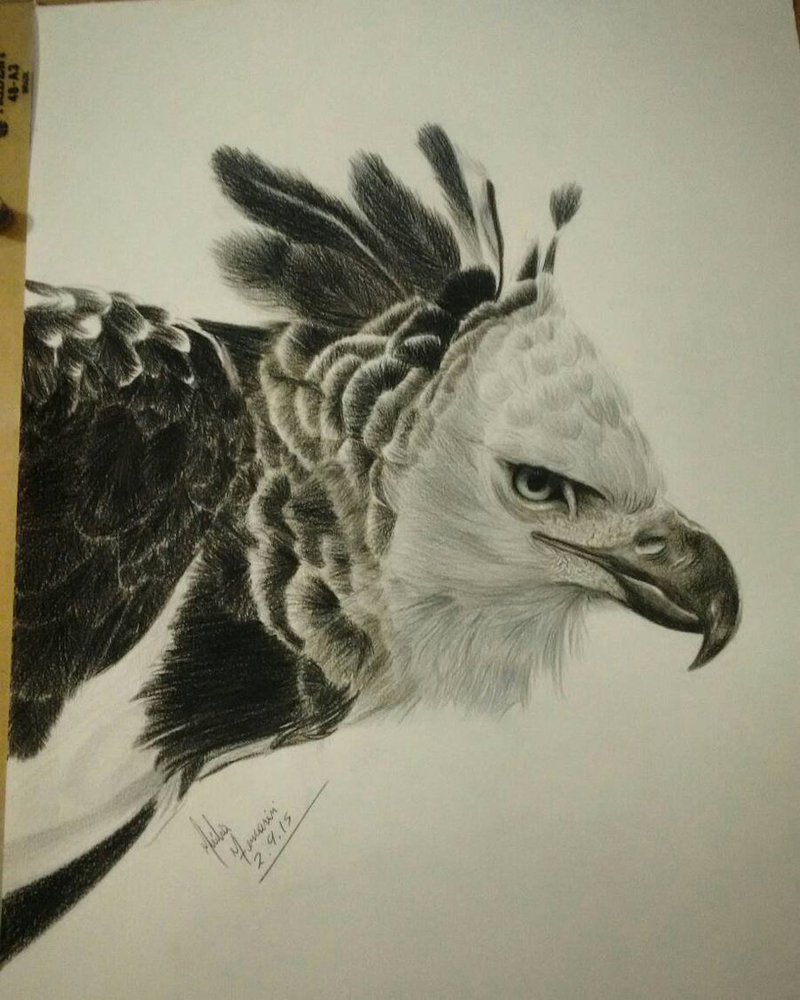 800x1000 Harpy Eagle By Juliaferrarini Art
