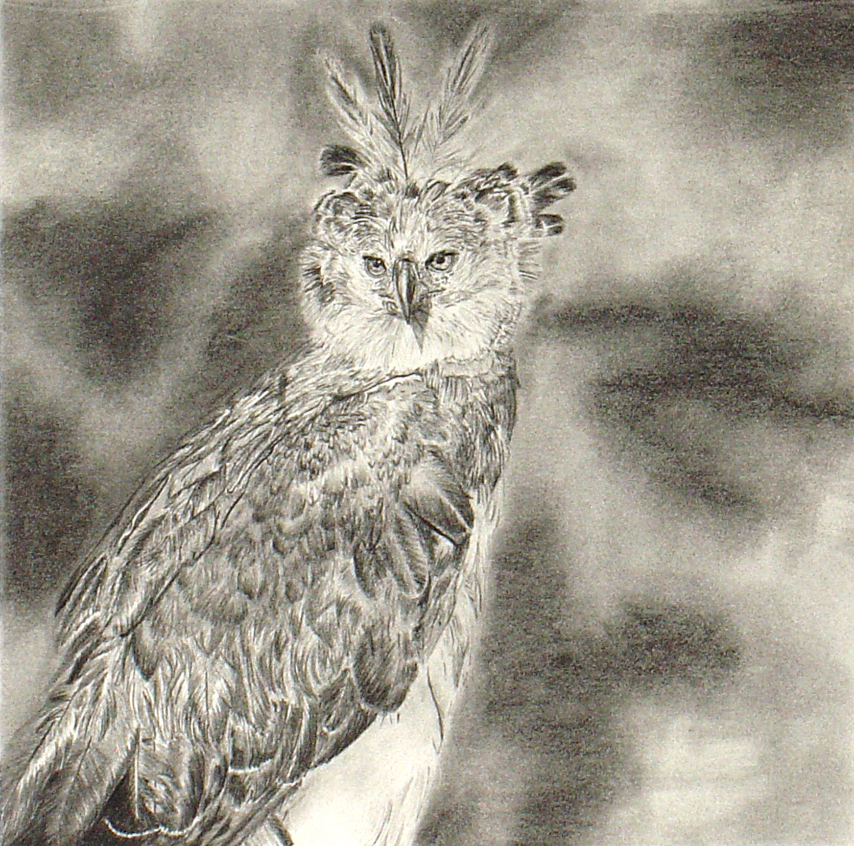 1744x1728 Harpy Eagle By Wimpletoad