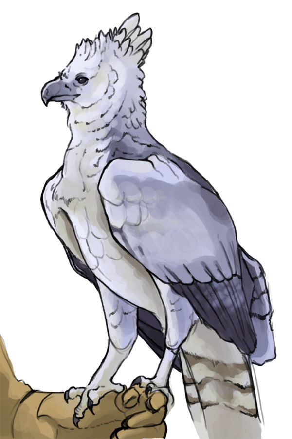 600x900 Harpy Eagle By Legacyofpiracy