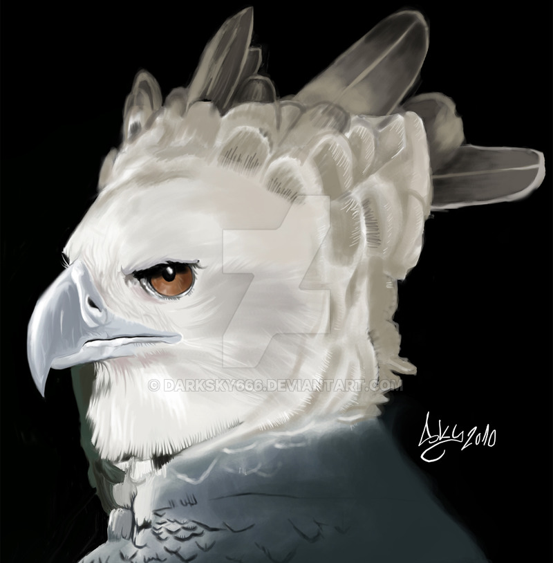 800x814 Harpy Eagle By Darksky666