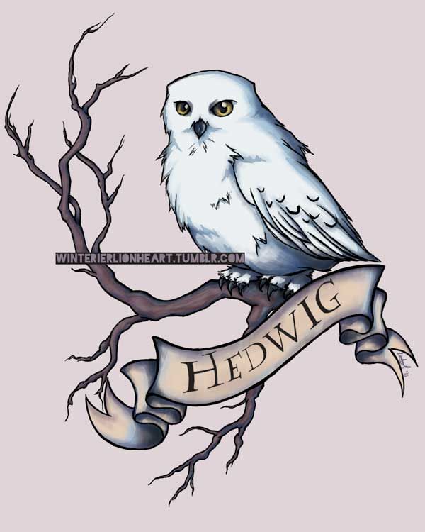Harry Potter Hedwig Zeichnen Leicht The Hedwig S Them - vrogue.co