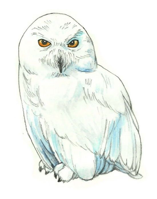 550x695 How To Draw Hedwig From Harry Potter 6 Steps (With Pictures