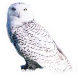 250x251 How To Draw Hedwig, Harry Potter's Snowy Owl Draw Fluffy