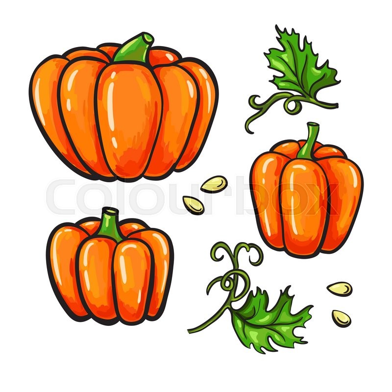 800x800 Pumpkin Vector Drawing Set. Isolated Hand Drawn Vegetable, Plant