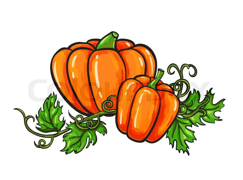 800x591 Pumpkin Vector Drawing. Isolated Cartoon Vegetable With Leaves