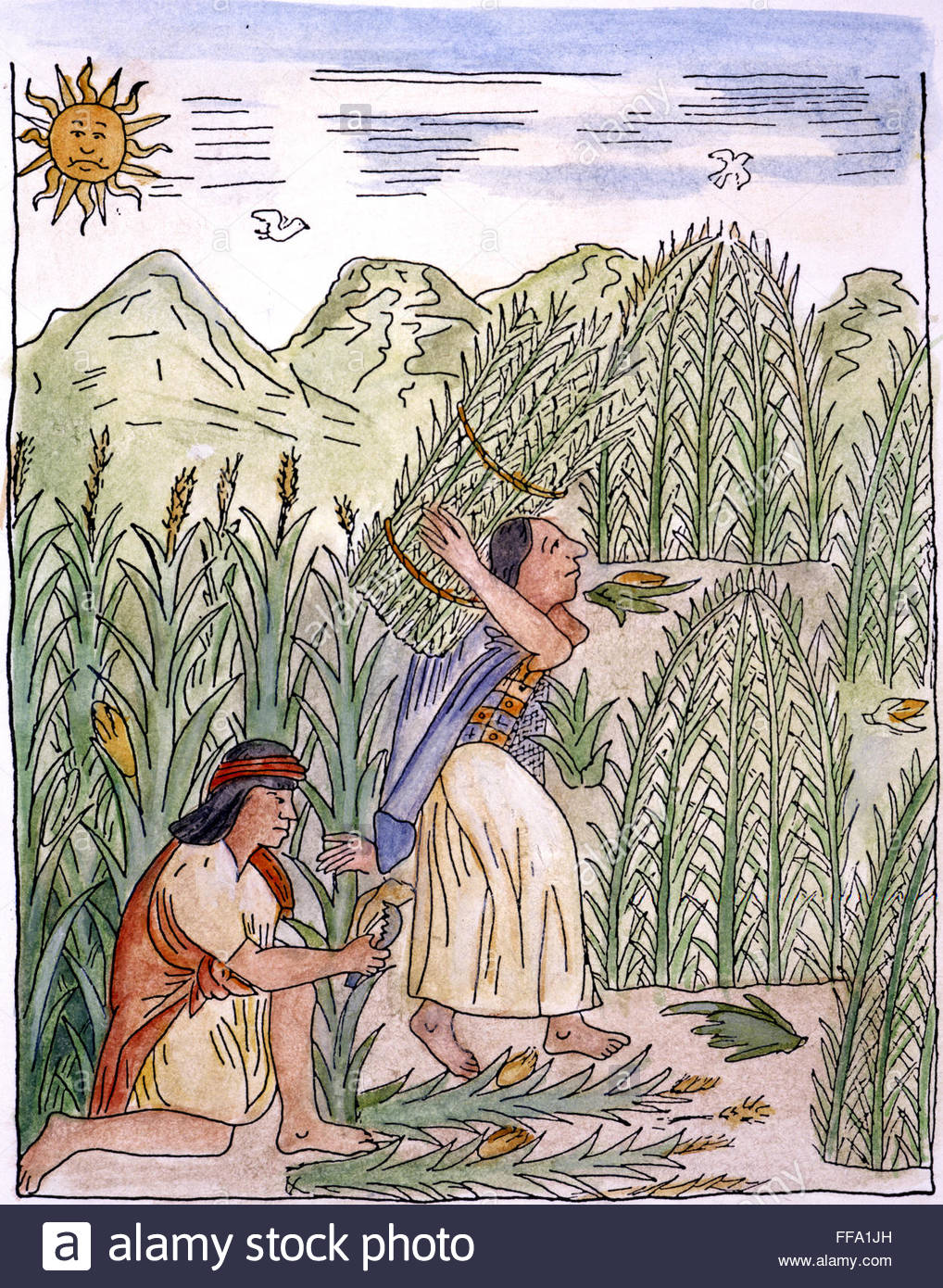 1018x1390 Inca Harvesting, C1583. Nincan Farmers Harvestingnthe Corn Crop