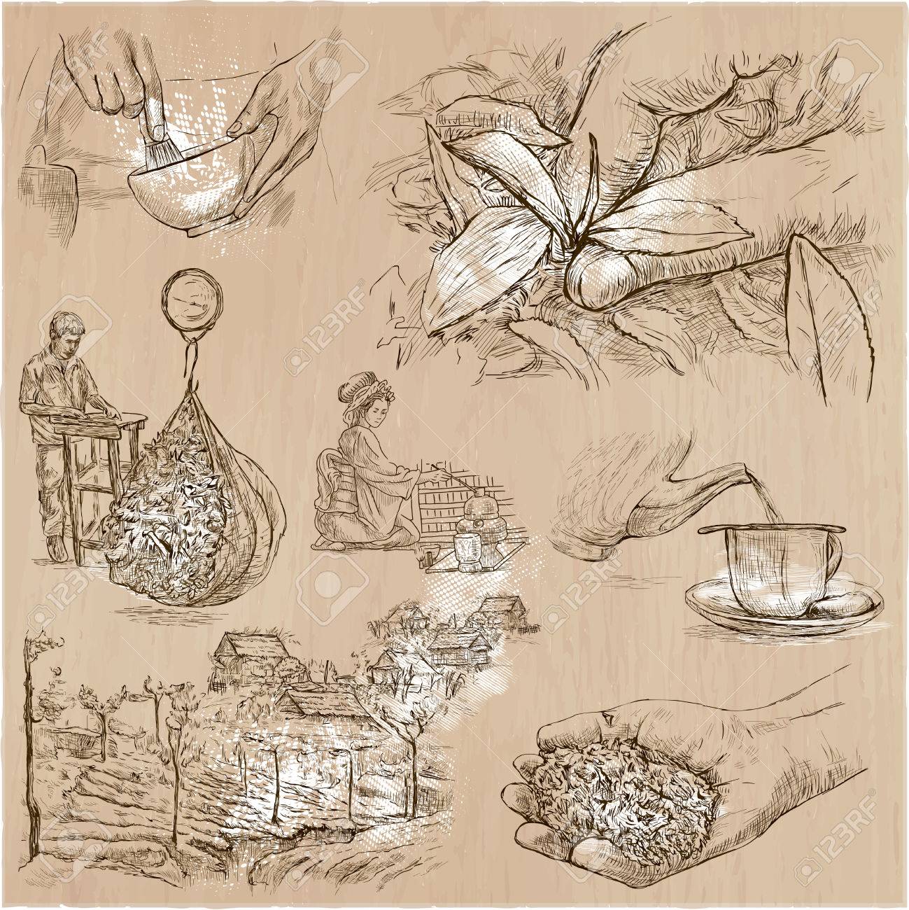 1299x1300 Tea. Agriculture. Life Of A Farmer. Tea Harvesting And Processing