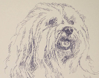 340x270 Havanese Drawing Etsy