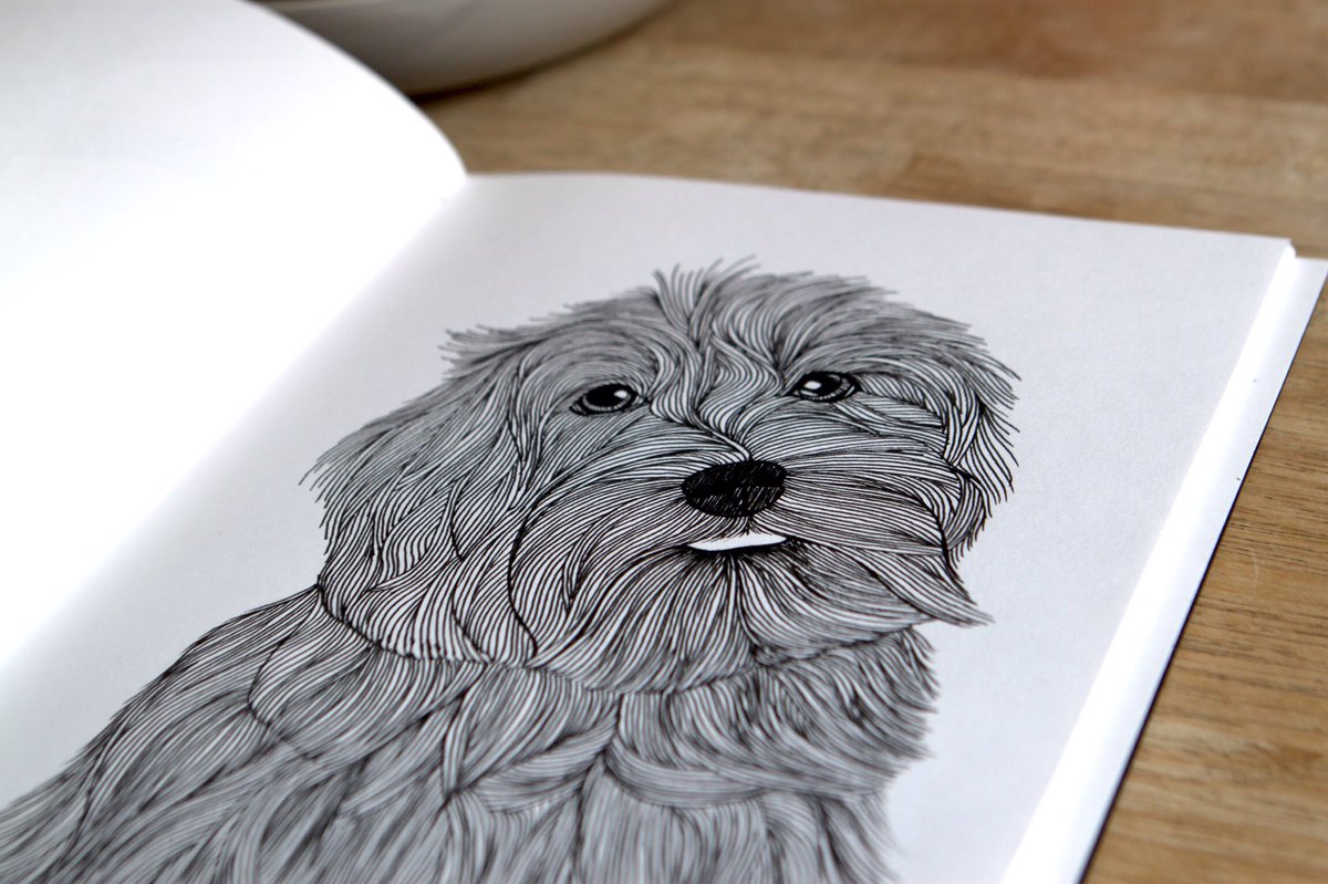 1200x799 Shilpa Dhere On Twitter Cute Havanese Puppy