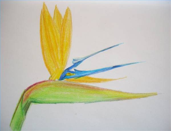 600x461 How To Draw Hawaiian Flowers Step By Step Ehow