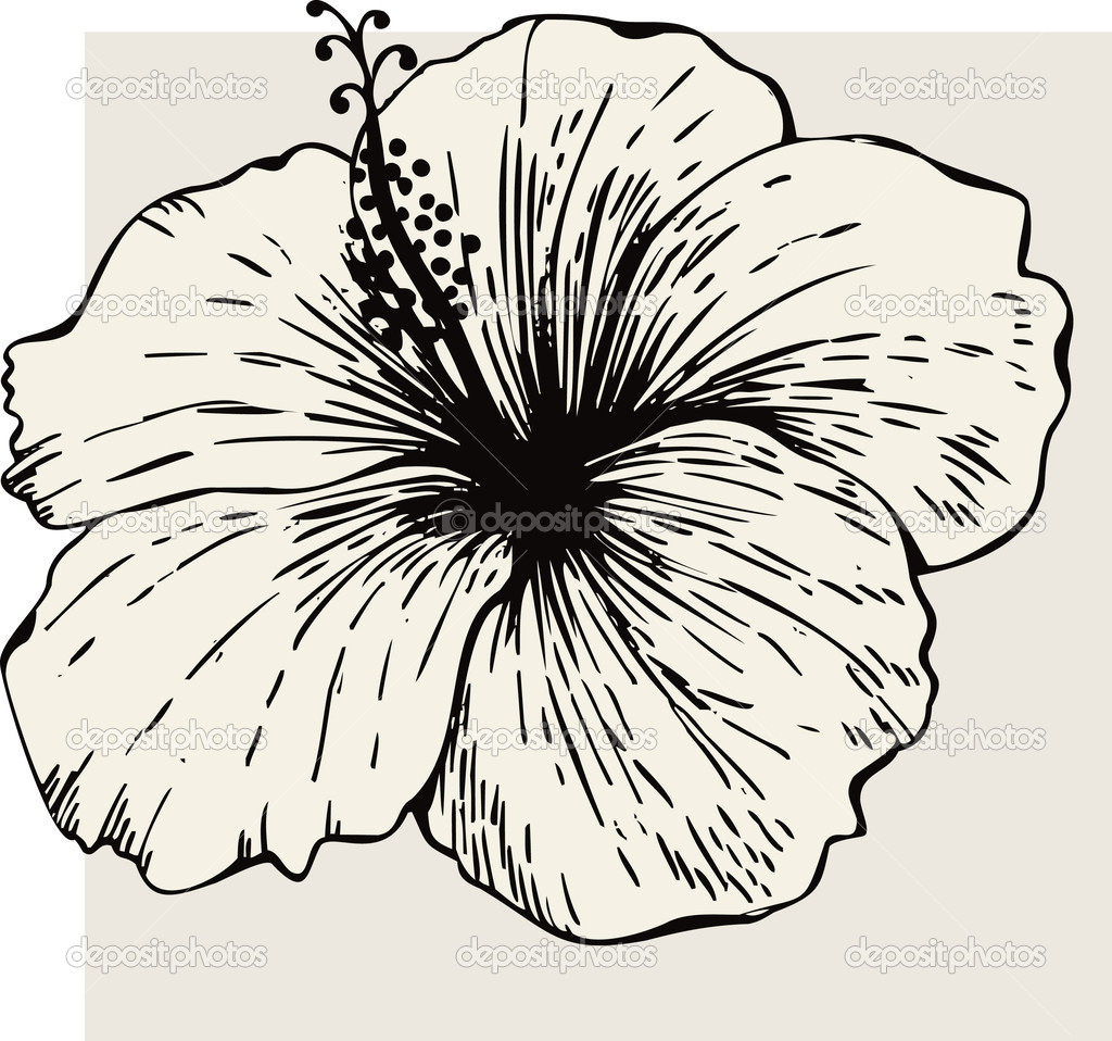 1024x958 Hibiscus Flower Stock Vector Mur34