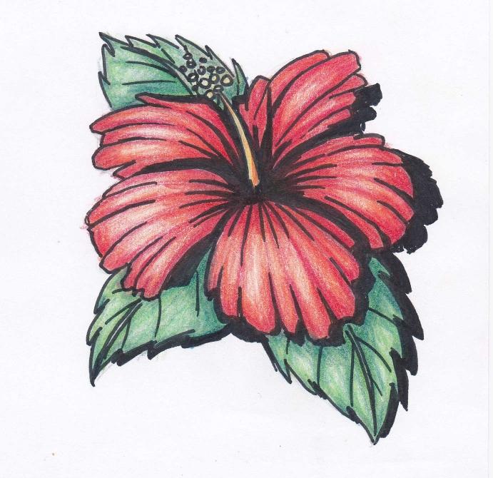 691x670 Hawaiian Flower By Smilingnoodles
