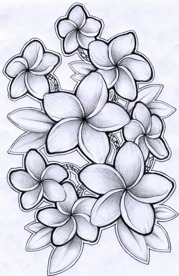 608x937 Pictures Hawaiian Flowers Drawing,