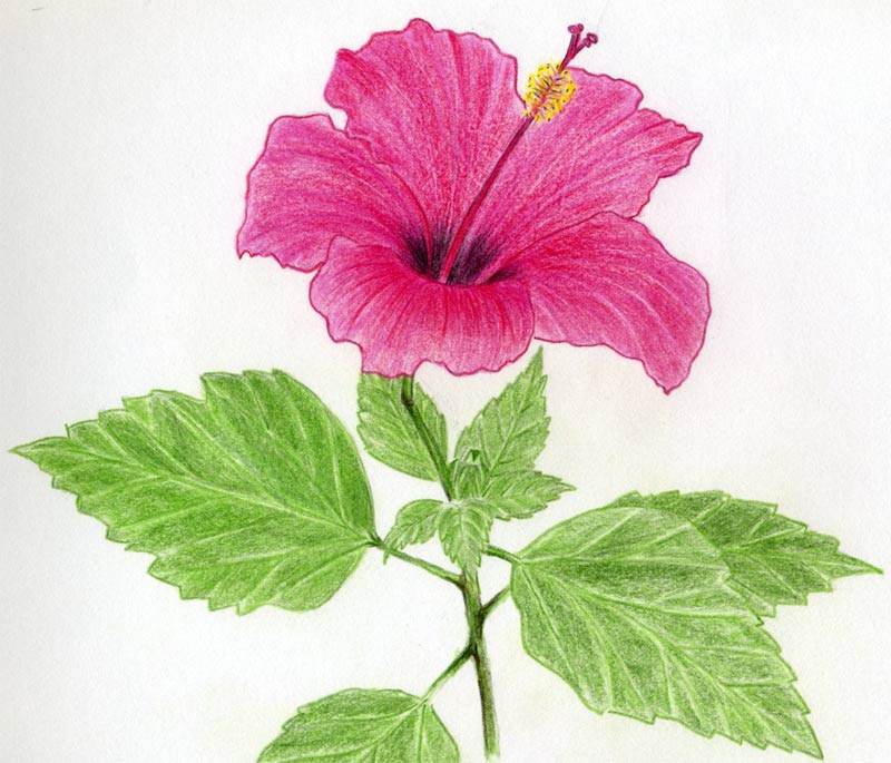800x685 Hibiscus Flowers Drawing Tutorial