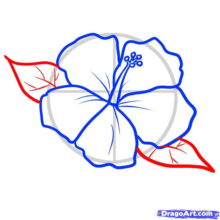 736x736 Photos How To Draw A Hawaiian Flower,