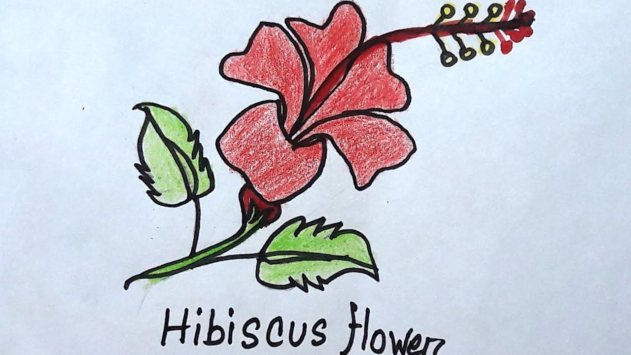 1280x720 How To Draw A Hibiscus Flower Hibiscus Drawing Drawing