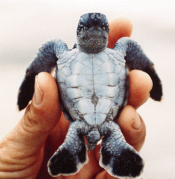 360x368 Honolulu Star Bulletin Local News