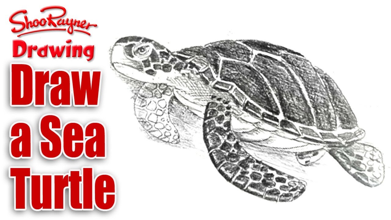 1280x720 How To Draw A Sea Turtle