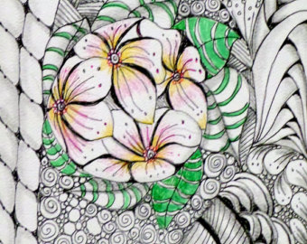 340x270 Hawaii Flower Drawing Collings Amp Co Illustrations