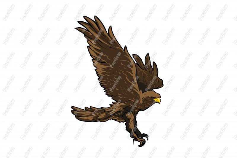 800x532 Realistic Hawk Character Clip Art