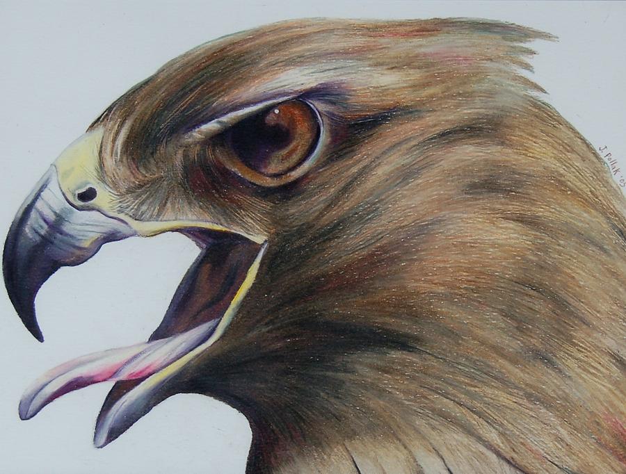 900x682 Red Hawk Drawing By Joan Pollak