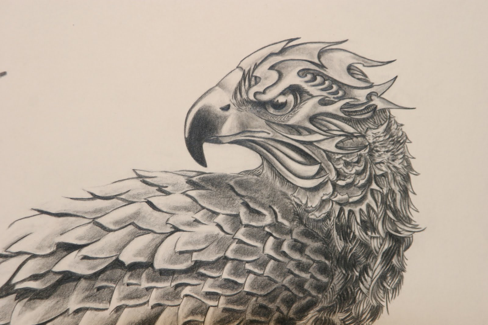 1600x1067 Red Tailed Hawk Drawing Red Tailed Hawk Animal Resources