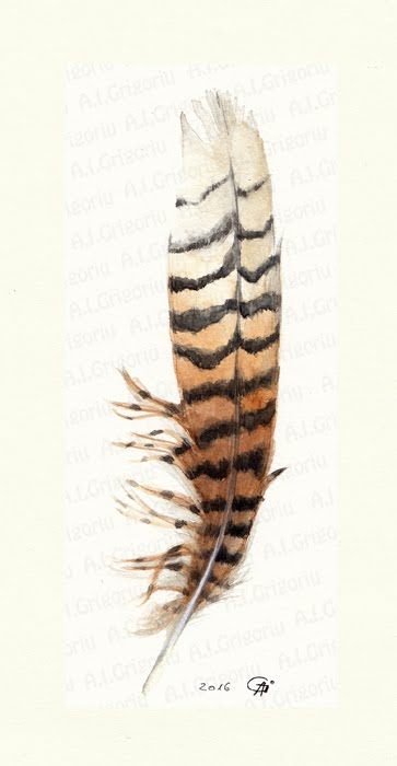 363x700 Anca Iuliana Grigoriu Feathers
