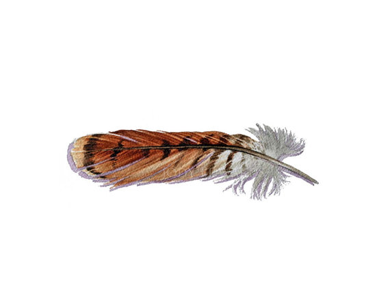 570x449 Feather Number One Of My Shoulder Tattoo Red Tailed Hawk Feather