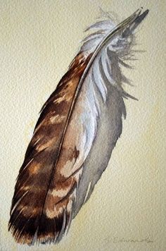 236x356 Hold For Kimberley Feather 48 Red Tailed Hawk Feather
