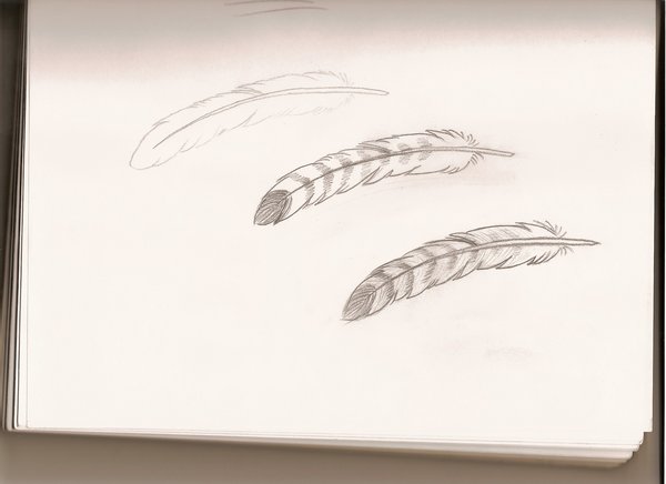 600x436 Hawk Feather