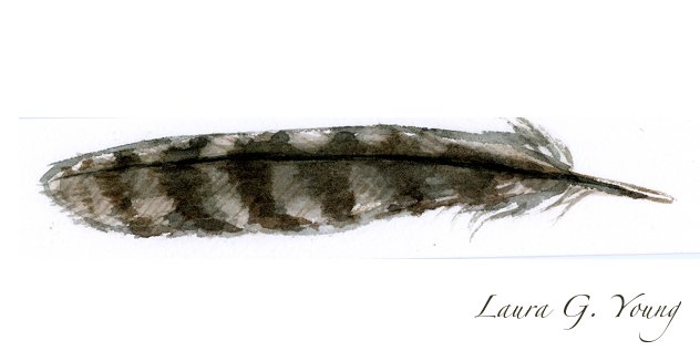 632x326 Hawk Feather By Lg Young