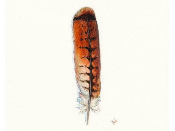570x427 Red Tail Hawk Feather Native American Indian Watercolor