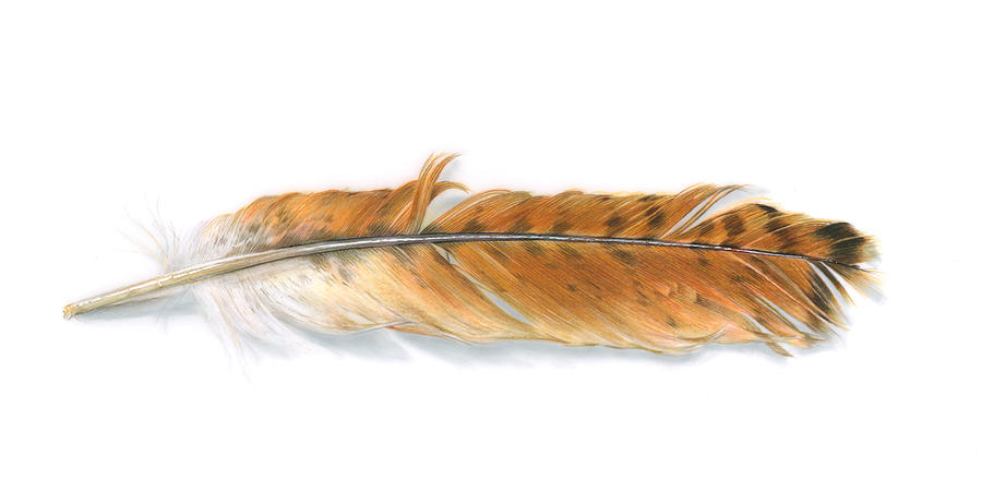 900x461 Red Tailed Hawk Feather Painting By Logan Parsons