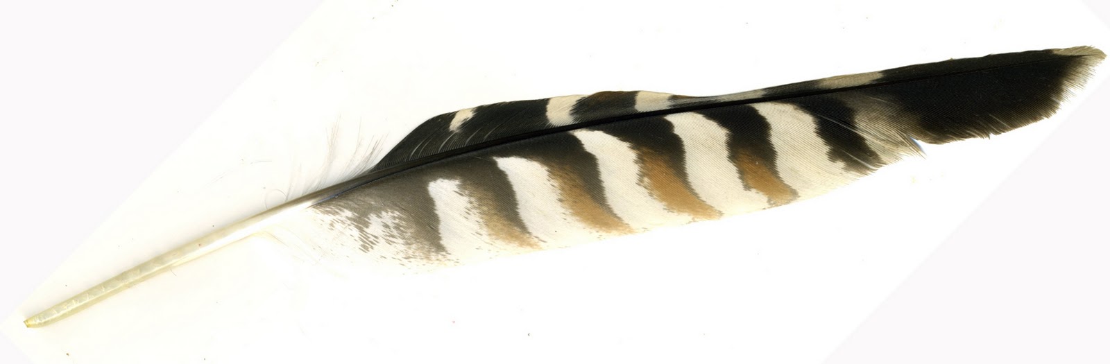 1600x525 Red Tail Hawk Feather Drawing