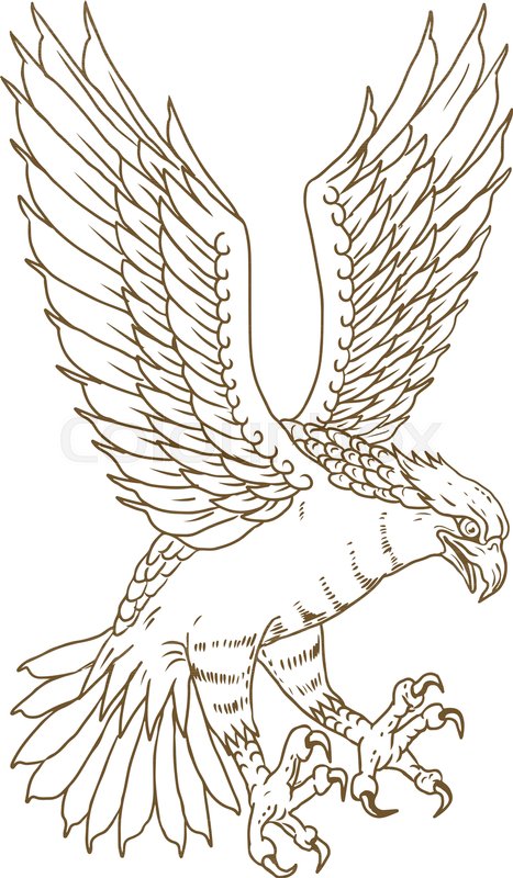467x800 Drawing Sketch Style Illustration Of Osprey, Sea Hawk, River Hawk