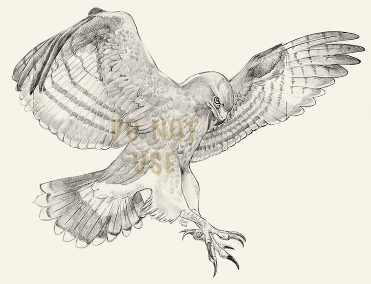 740x567 Grey Ink Flying Hawk Tattoo Design By Glowcat