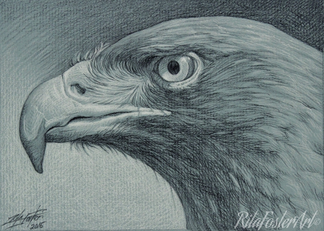 Hawk Head Drawing at GetDrawings | Free download