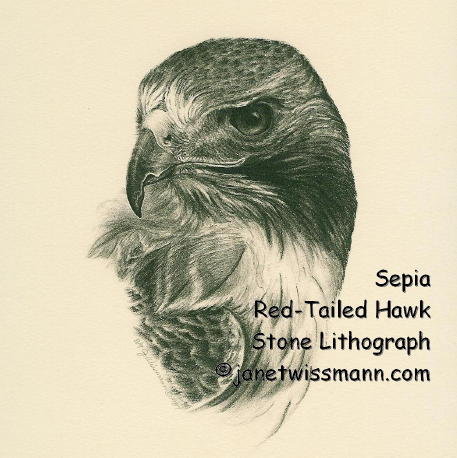 457x458 Hawk Head Drawing