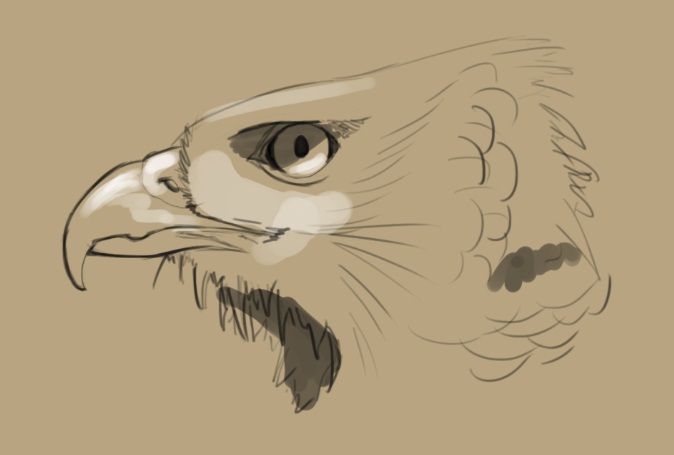 674x455 Hawk Head Study By Dkdevil
