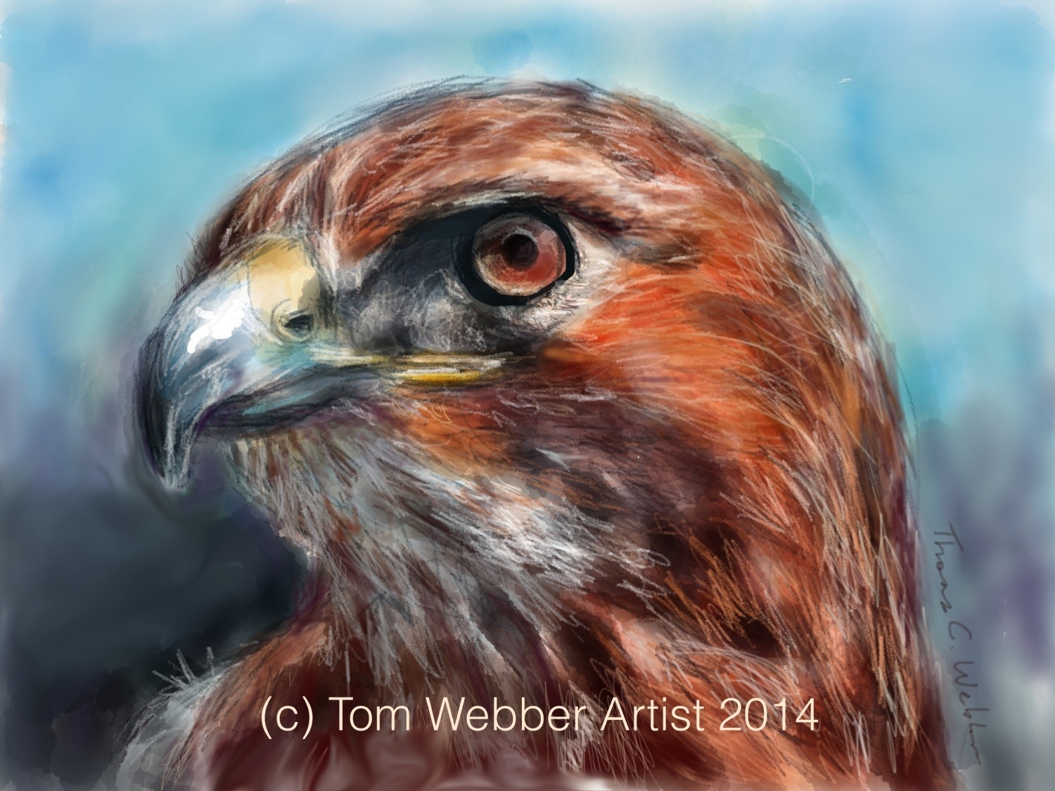 1500x1125 Head Of A Red Tailed (Original Digital Ipad Drawing) Tom