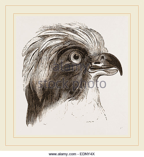 498x540 Laughing Hawk Stock Photos Amp Laughing Hawk Stock Images