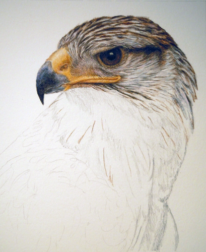 409x500 Wip Ferruginous Hawk [Archive]