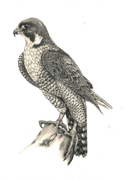 431x618 Peregrine Pencil Drawing By Kerry Jane
