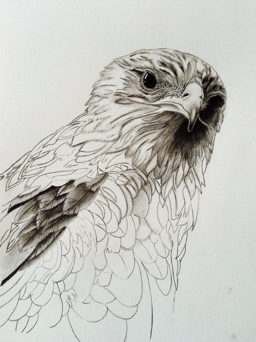 852x1136 Photorealistic Pencil Drawing Raptor Art Drawings