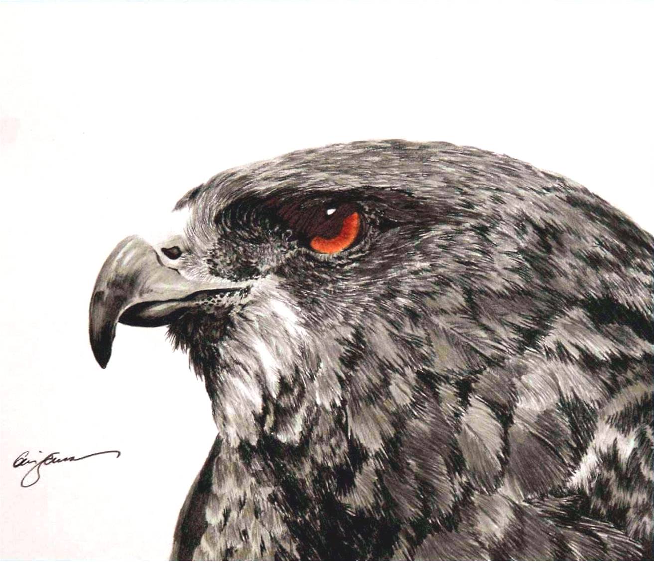 1314x1127 Shades Of Graphite Pencil Drawings From The Artist, Geri Dunn