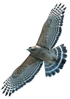 236x333 Hawk Species