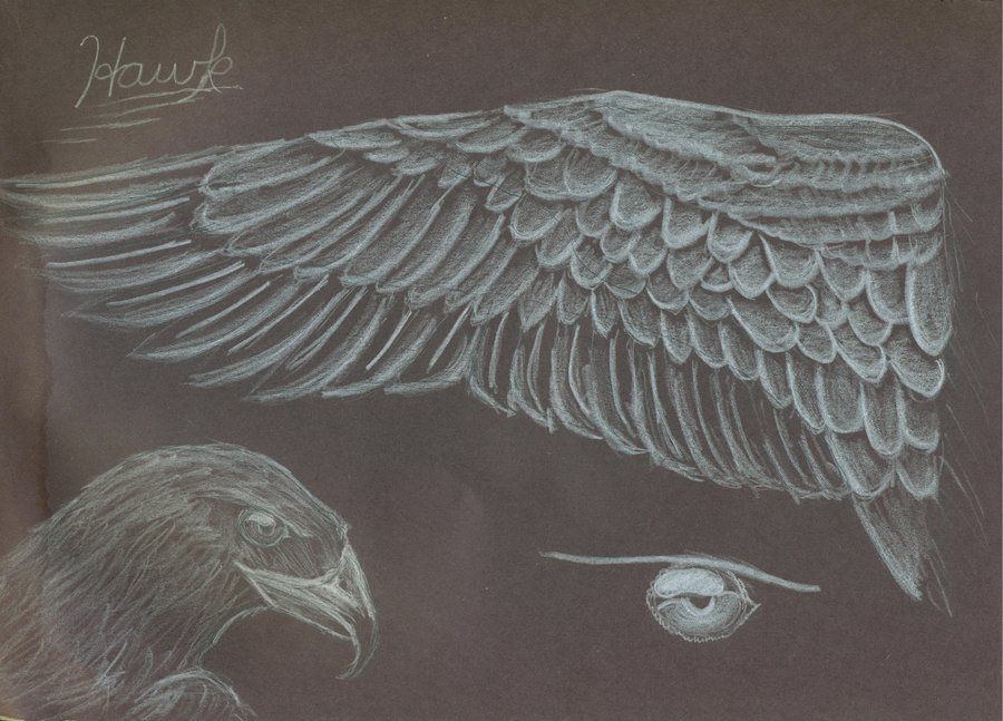 900x647 Hawk Wing By Pixel On @ Tattoos