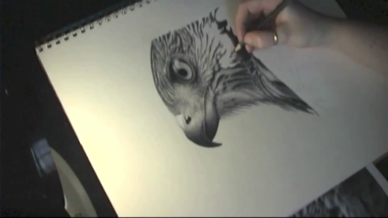 1280x720 How To Draw A Realistic Bird