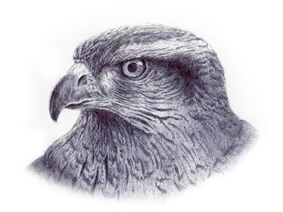 400x300 Red Tail Hawk Sketch Red Tailed Hawk And Sketches